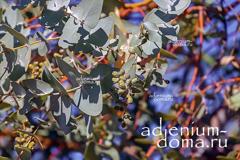 Eucalyptus GAMOPHYLLA Эвкалипт гамофилла Малли синий 2
