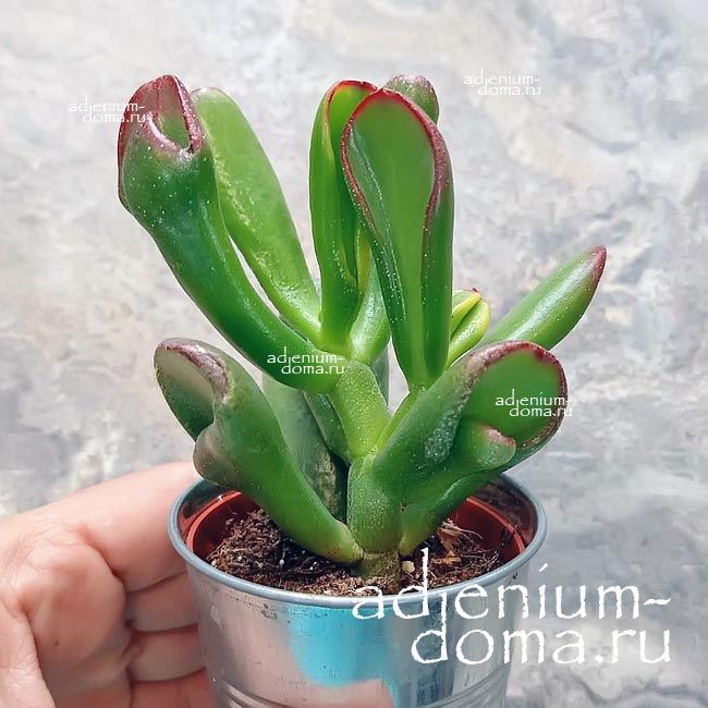 Растение Crassula OVATA HORN TREE Крассула овальная рогатая Толстянка яйцевидная Хорн Три 3