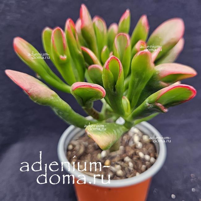 Растение Crassula OVATA HORN TREE Крассула овальная рогатая Толстянка яйцевидная Хорн Три 1