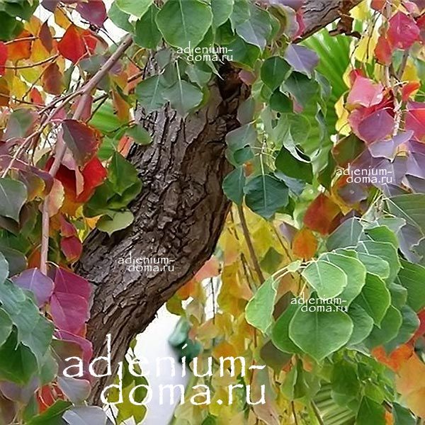 Sapium SEBIFERUM Triadica Сапиум салоносный Триадика Сальное дерево Восковое 1