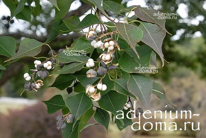 Sapium SEBIFERUM Triadica Сапиум салоносный Триадика Сальное дерево Восковое 2