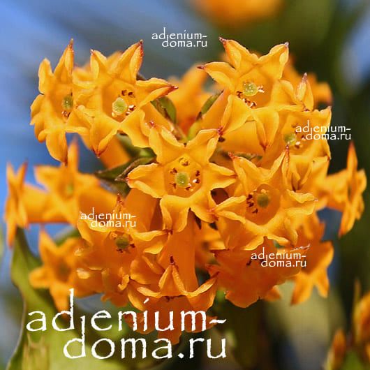 Cestrum AURANTIACUM ORANGE PEEL Цеструм золотисто желтый Ночной жасмин 2