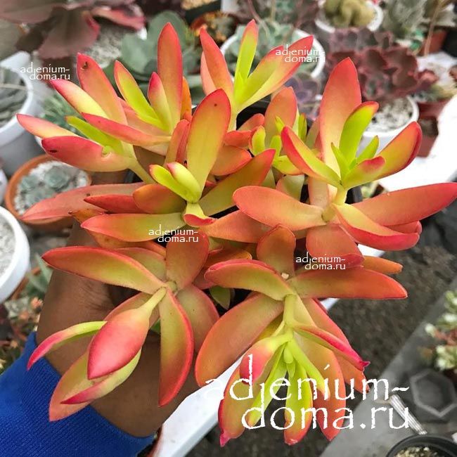 Растение Crassula CAPITELLA CAMPFIRE Крассула Капителла Кэмпфаер Толстянка мелкоголовчатая 2