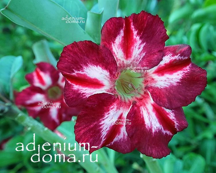 Adenium Obesum NEW-289