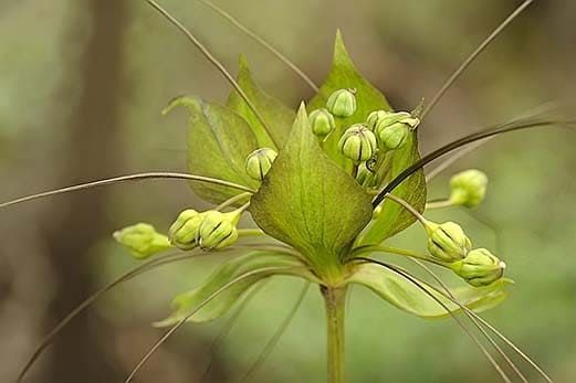 Tacca LEONTOPETALOIDES Такка перистонадрезанная Такка лентолепестковая 3