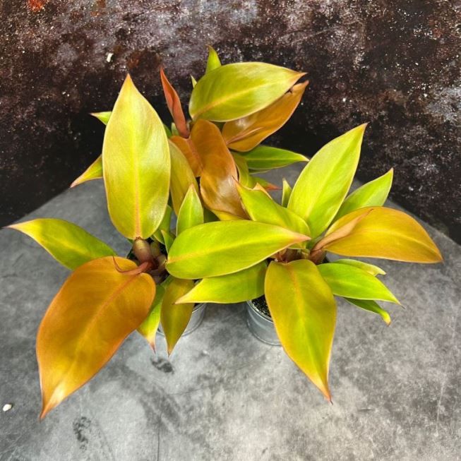 Растение ⌀ 6 Philodendron PRINCE OF ORANGE (Филодендрон): купить c  доставкой почтой 🌸 Адениум дома