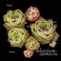 Sempervivum TECTORUM (Молодило) 4