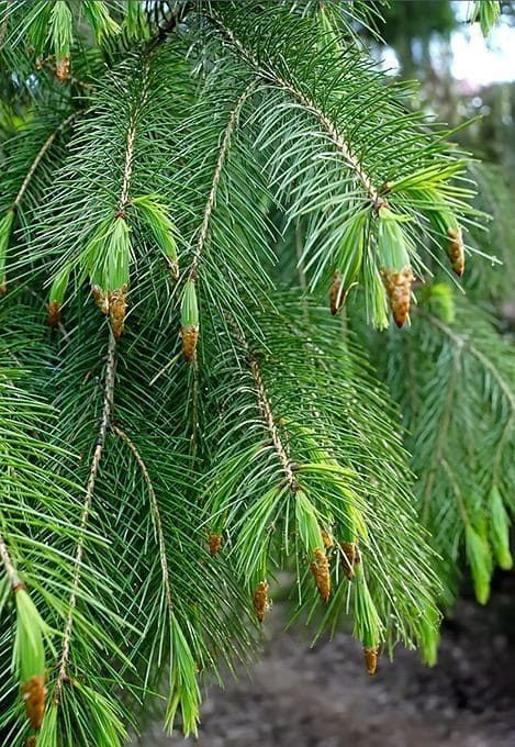 Picea SMITHIANA Ель Смита гималайская 2