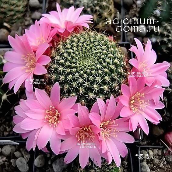 Rebutia VIOLACIFLORA Ребуция фиалкоцветковая Виолацифлора 1