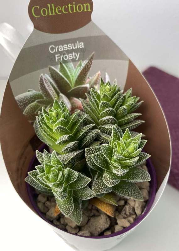 Растение Crassula FROSTY Крассула Фрости 3