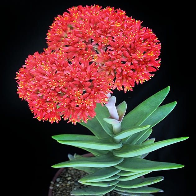 Растение Crassula FALCATA Крассула серповидная Толстянка 2