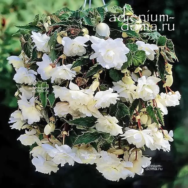 Begonia ILLUMINATION WHITE x tuberhybrida Бегония клубневая гибридная ампельная белая 2