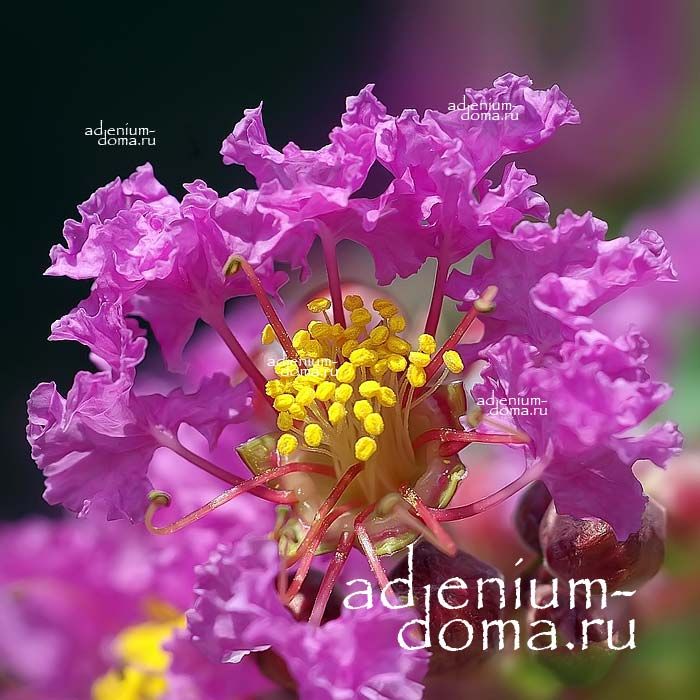 lagerstroemia SPECIOSA Лагерстрёмия изящная Банаба 1