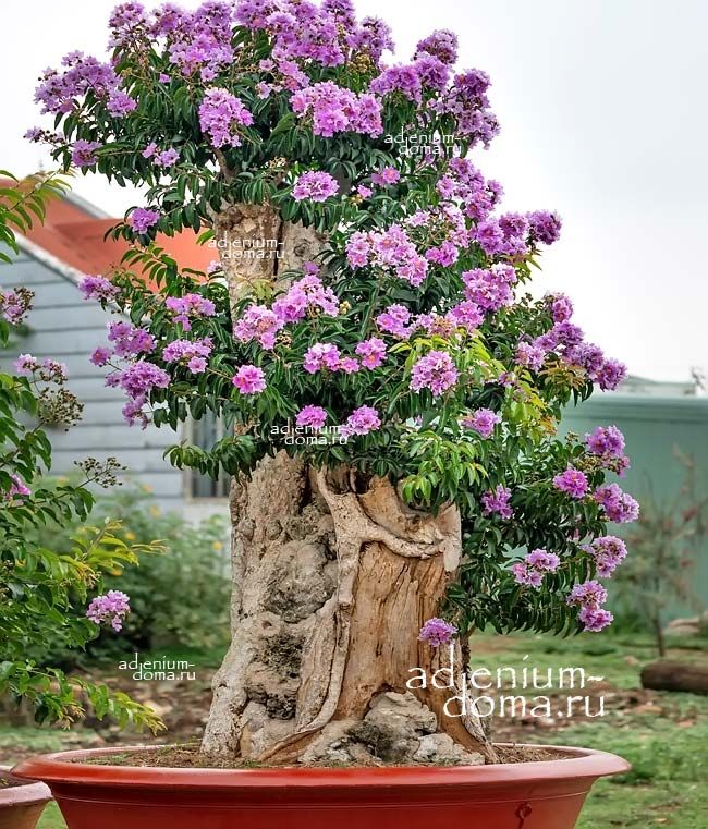 lagerstroemia SPECIOSA Лагерстрёмия изящная Банаба 2