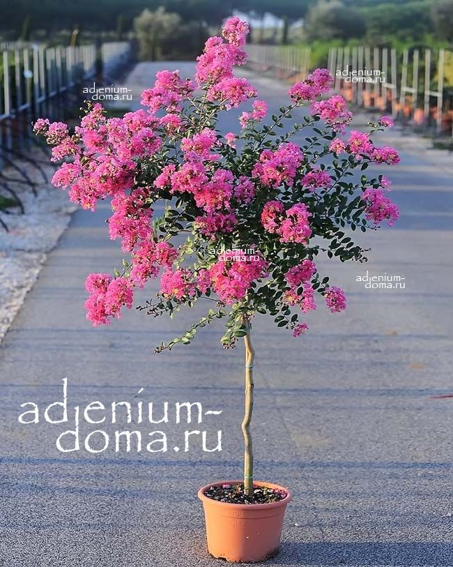 lagerstroemia SPECIOSA Лагерстрёмия изящная Банаба 3