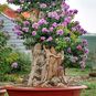 Lagerstroemia SPECIOSA (Лагерстрёмия) 2