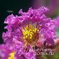 Lagerstroemia SPECIOSA (Лагерстрёмия) 3