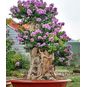 Lagerstroemia SPECIOSA (Лагерстрёмия) 4