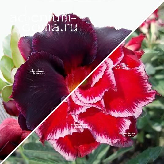 Adenium Адениум Hybrid NEW-51 X MIRACLE