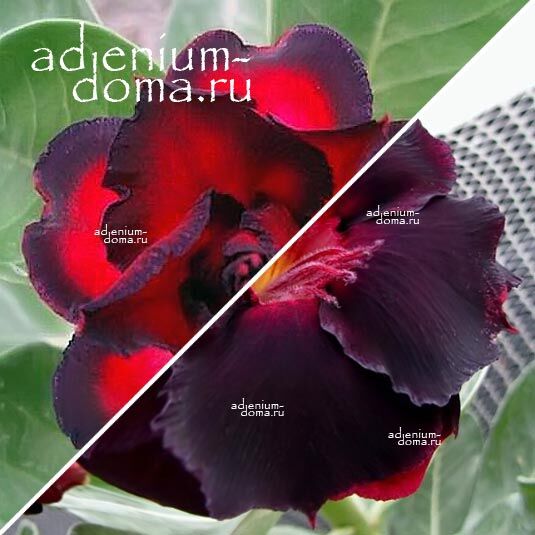 Adenium Адениум Hybrid NEW-46 X NEW-51
