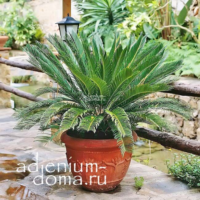 Cycas REVOLUTA Саговник поникающий Цикас Саговая Саговниковая пальма 1