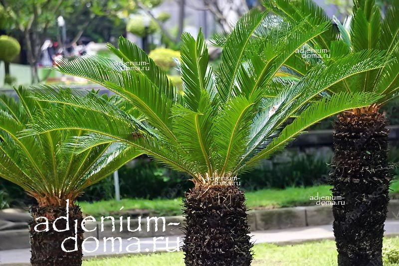 Cycas REVOLUTA Саговник поникающий Цикас Саговая Саговниковая пальма 2