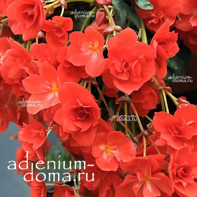 Begonia PENDULA CARMEN x tuberhybrida multiflora Бегония клубневая ампельная гибридная F1 1