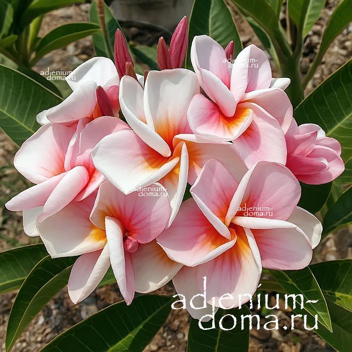 Plumeria Rubra CALL ME DARLING Плюмерия Рубра 1