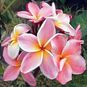 Plumeria Rubra DESERT SAND (Плюмерия) 4