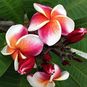 Plumeria Rubra FANCY (Плюмерия) 4