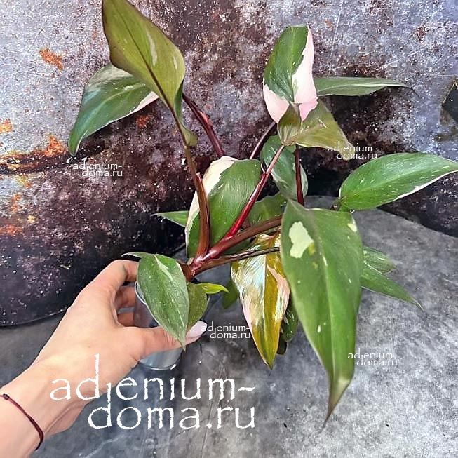 Растение Philodendron PINK PRINCESS Филодендрон Розовая Принцесса Пинк Принцесс 3