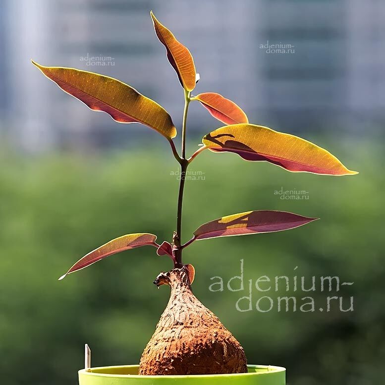 Petopentia NATALENSIS Петопентия наталийская 3