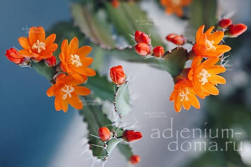 Acanthorhipsalis MONACANTHA Аканторипсалис одноколючковый 2