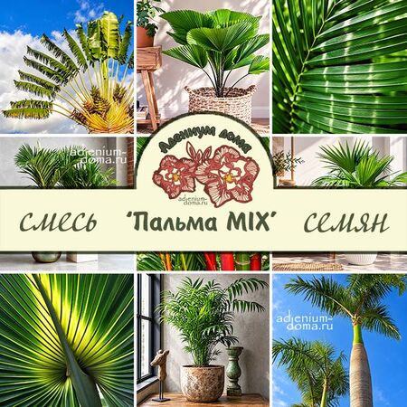 Palms MIX (Пальма)