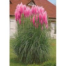 Семена Cortaderia SELLOANA 'ROSEA' (Кортадерия) купить c доставкой ...