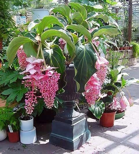 Medinilla MYRIANTHA Мединилла тысячецветковая Малазийская орхидея Малазийский виноград 2