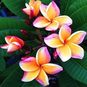 Plumeria Rubra ORANGE PIZZ (Плюмерия) 4
