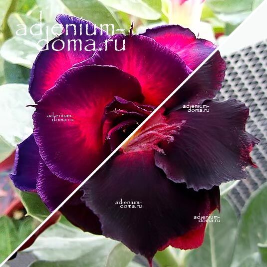 Adenium Адениум Hybrid NEW-65 X NEW-51