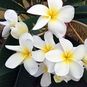 Plumeria Rubra BALI WHITE (Плюмерия) 4