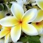 Plumeria Rubra CHAMPAKA LIKE (Плюмерия) 4