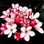 Plumeria Rubra KING PRETTY IN RED (Плюмерия) 4