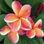 Plumeria Rubra King RICH GLIMMER (Плюмерия) 4