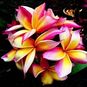 Plumeria Rubra LOVELY COLOURS (Плюмерия) 4
