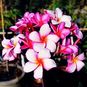 Plumeria Rubra SECRET GARDEN (Плюмерия) 4