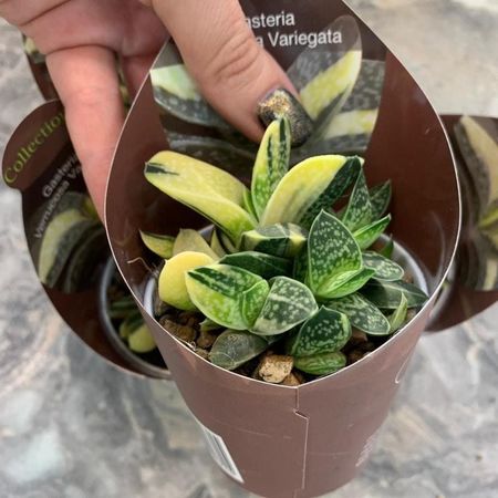 7 Gasteria VERRUCOSA Variegata ():  c