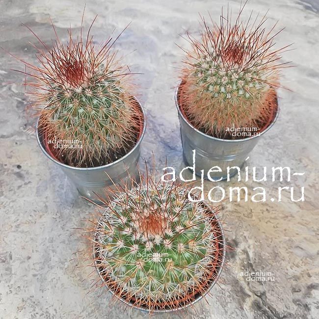Растение Cactus MIX V Кактус Микс 1