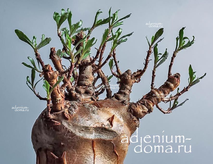 Othonna LOBATA Отонна дольчатая лопастная Лобата 2
