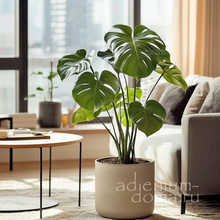 Monstera DELICIOSA (Монстера): купить 3 семени c доставкой почтой