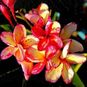 Plumeria Rubra AMBER ROMANCE (Плюмерия) 4