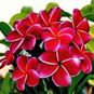 Plumeria Rubra DREAM ANGELS (Плюмерия) 4